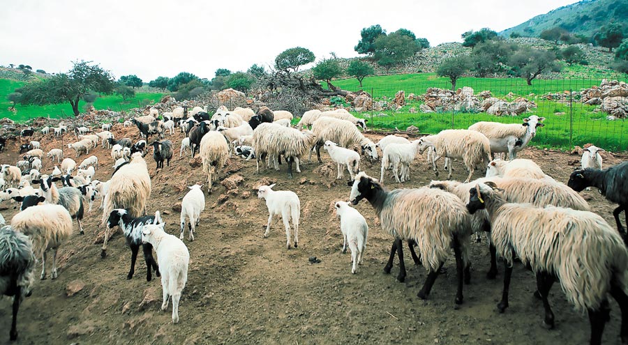 ΠΕΡΙΦΕΡΕΙΑΡΧΗΣ ΗΠΕΙΡΟΥ – Ευθύνες στον ΣΥΡΙΖΑ για τη συρρίκνωση της κτηνοτροφίας