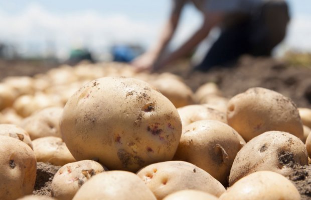 ΔΗΜΟΣ ΜΕΤΣΟΒΟΥ – Τεράστια ζημιά στους καλλιεργητές πατάτας στο οροπέδιο Χρυσοβίτσας