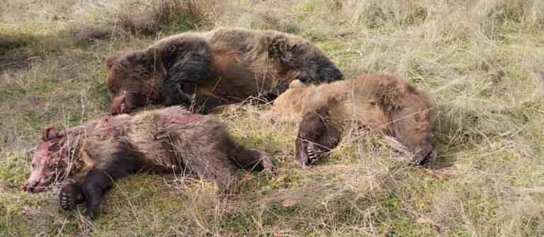 Πρωτοφανές περιστατικό με νεκρές αρκούδες